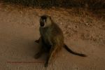Amboseli 45