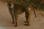 Amboseli 46