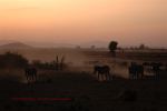 Amboseli 59