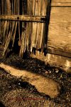 Pendleton Oil Mill Color 40