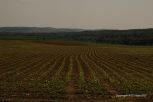 Rural Hungary 3