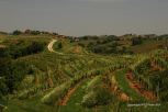 Rural Hungary 19
