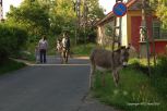 Rural Hungary 103
