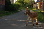 Rural Hungary 105