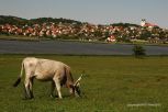 Rural Hungary 134