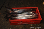 Valdivia & Pucon 39