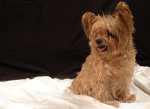 Shaffer Photoshoot 8