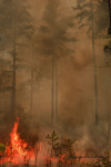 Clemson Controlled Burn 24