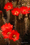 Desert Botanical Gardens 16
