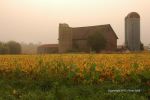 Foggy Farmland Morning