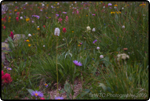 Hiking Brainard Lake 34