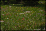 Hiking Brainard Lake 35