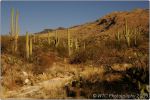 Cactus Forest 10