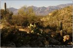 Cactus Forest 12