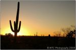 Cactus Forest