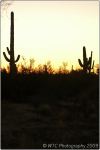 Cactus Forest 42