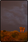 Desert Summer Storms 1