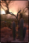 Desert Summer Storms 7