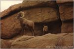 Desert Museum 12