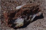 Red Petrified Forest 1