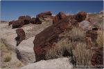 Petrified Forest