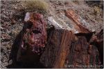 Red Petrified Forest 4