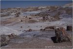 Petrified Forest 14