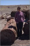 Red Petrified Forest 16