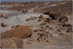 Petrified Forest 17