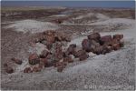 Red Petrified Forest 19