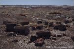 Red Petrified Forest 31