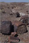 Red Petrified Forest 34