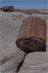 Petrified Forest 36