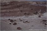 Red Petrified Forest 37