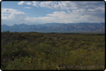 Saguaro East Natl Park 1