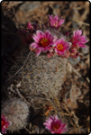 Saguaro East Natl Park 2