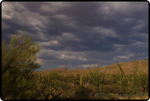 Saguaro East Natl Park 6