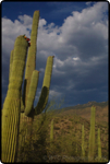 Saguaro East Natl Park 7