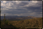 Saguaro East Natl Park 9