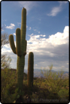 Saguaro East Natl Park 11