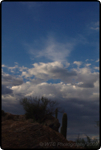 Saguaro East Natl Park 15