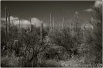 1st Tucson B&W 3