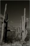 1st Tucson B&W 5