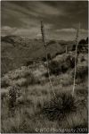 1st Tucson B&W 11