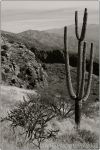 1st Tucson B&W 12