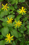 co_brainard_july10_048.jpg