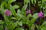 co_brainard_july10_051.jpg