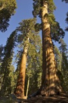 cali_sequoia_1110_095.jpg