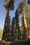 cali_sequoia_1110_096.jpg