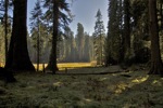 cali_sequoia_1110_120.jpg